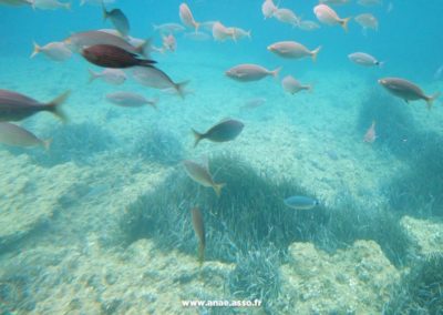 Sortie en mer dans un sous-marin pour voir des poissons