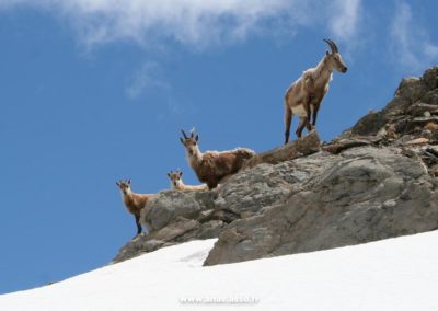 Un groupe de chamois à Pralognan-la-Vanoise