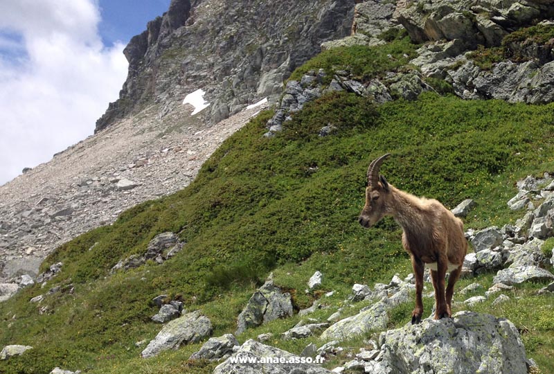 Vue sur un chamois en montagne à Pralognan-la-Vanoise