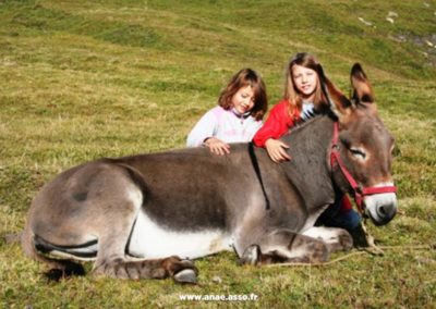 Balade avec des ânes lors d'une classe verte en montagne