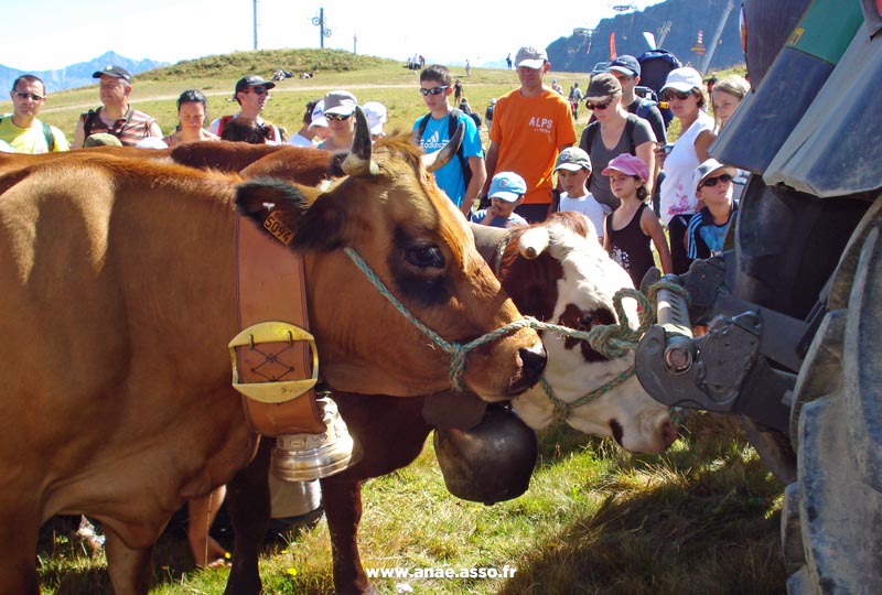 Visite d'une ferme lors d'une classe verte à Saint-Sorlin
