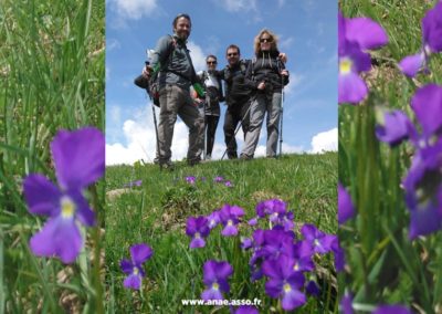 Randonnée entre amis dans un champs fleuri lors de leur séjour vacances à la montagne