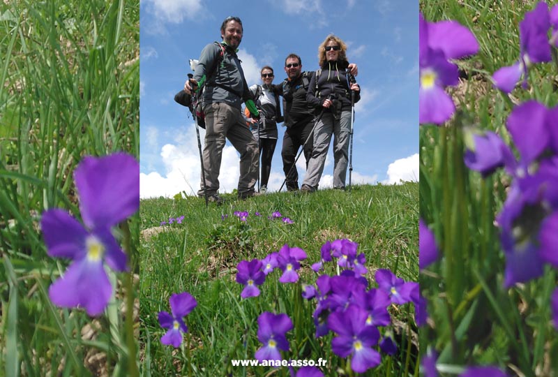 Randonnée entre amis dans un champs fleuri lors de leur séjour vacances à la montagne