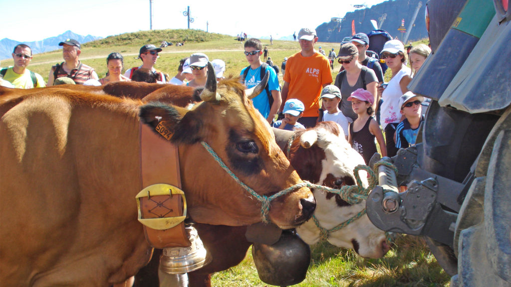 Classe découverte sensibilisation environnement et développement durable. Atelier avec des vaches à la montagne.