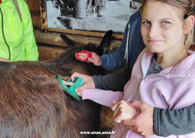 Une jeune fille avec déficience intellectuelle brosse un âne lors d'un séjour adapté à la montagne à Saint Sorlin d'Arves en Savoie