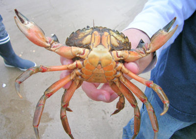 Gros plan sur un crabe lors d'une classe découverte à la mer à Piriac en Loire-Atlantique