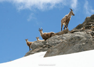 Vue sur des chamois à la montagne, à Pralognan la Vanoise en Savoie. Il se trouvent sur des rochers au-dessus d'un paysage enneigé.