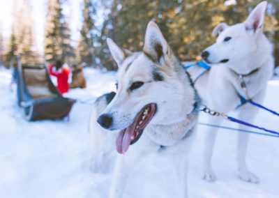 Gros plan sur deux chiens de traîneaux. Activité en Savoie avec Anaé Vacances.