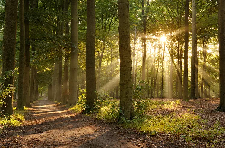 Bois du domaine de la Porte Neuve à Riec-sur-Bélon en Bretagne